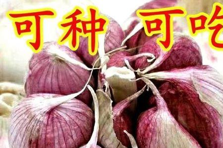 大蒜种子排列方式