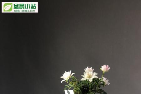 姬乙女月季有种子吗