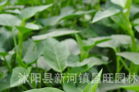 藤菜播种后什么时候出苗