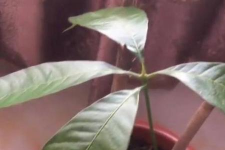 芒果长芽是什么原因