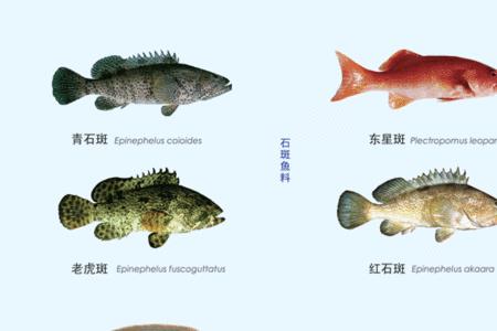 花斑鱼吃什么饲料