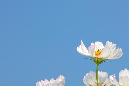 波斯菊和玛格丽特都是格桑花吗
