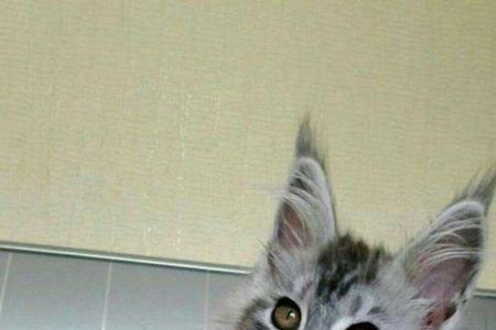 缅因猫是什么级别