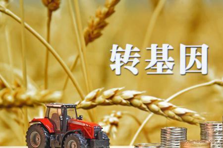 百万诺品种苞米是转基因的吗