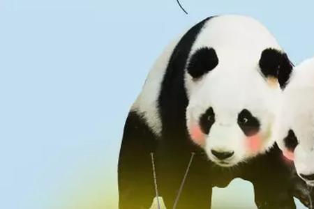 熊猫汉达哪个部门好