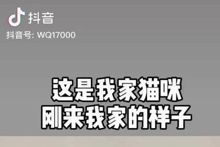 直播间养不了猫咪怎么回事