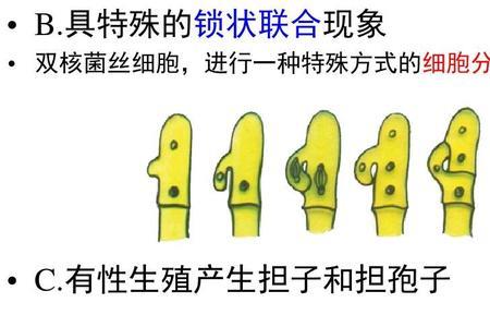 食用菌的孢子的产生方式