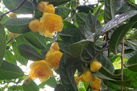 金花茶适合庭院种植吗