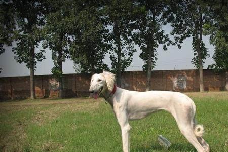 细犬后腿走路特征