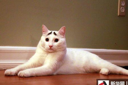 猫的眉毛为什么那么长