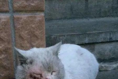 为什么流浪猫能找到走丢的家猫