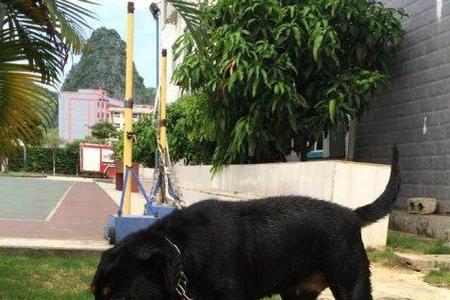 4个月罗威纳犬胆小是怎么回事