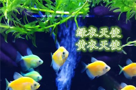 萤光鱼钓和没萤光那个好