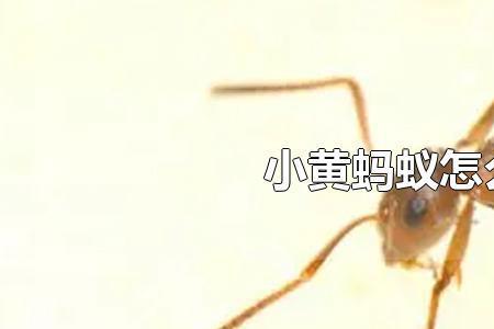 小黄家蚁冬天出来吗