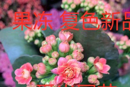 长寿花童话和秋容哪个好看