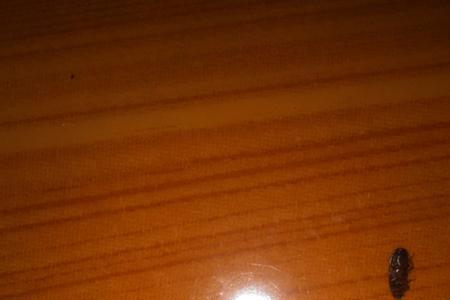 车里有硬壳小虫子是什么情况