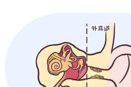 有耳膜和没有耳膜的区别