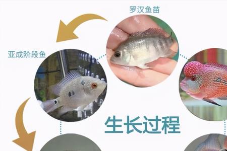 罗汉鱼最低耐温多少