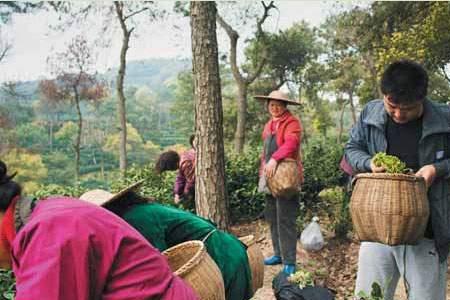 茶农补贴申请条件
