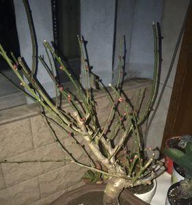 梅花生桩上盆后最适宜温度