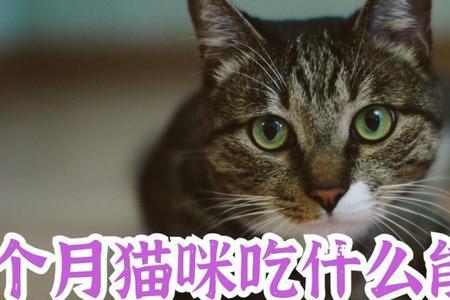 六个月猫猫一天喂几次