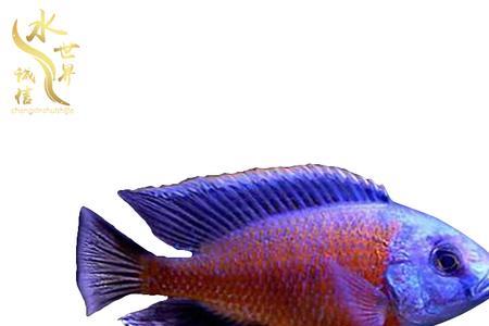 30x30x30的鱼缸能养慈鲷吗