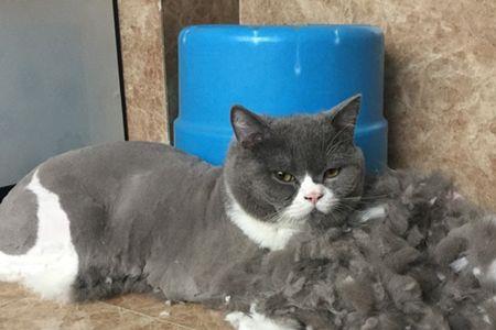 猫咪剃毛用多长卡尺