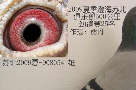 俱乐部比赛都是幼鸽吗