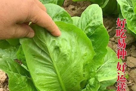 罗马直立生菜和孔雀菜的区别