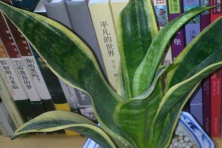 花盆里有硫化物怎样解决