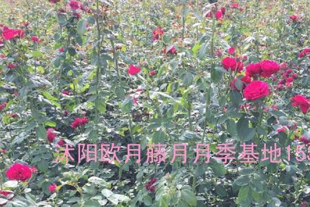野生玫瑰如何自己繁衍