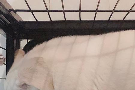 刚出生小猪多长时间开始睡觉