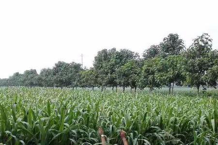河南墨西哥玉米什么时间播种
