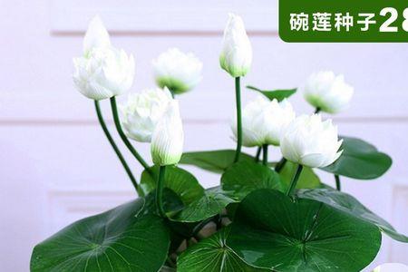 无水碗莲需要天天换水吗