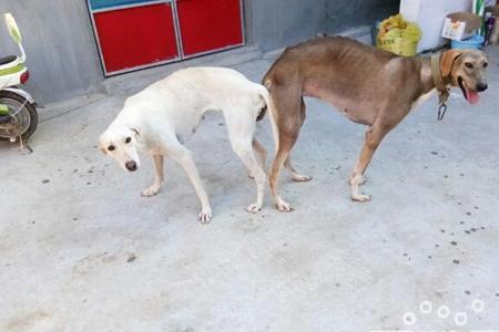 蒙古细犬能放羊吗