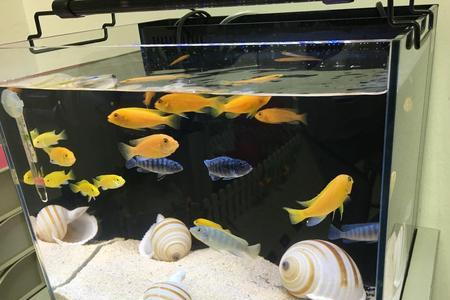 养三湖慈鲷需要造浪泵吗
