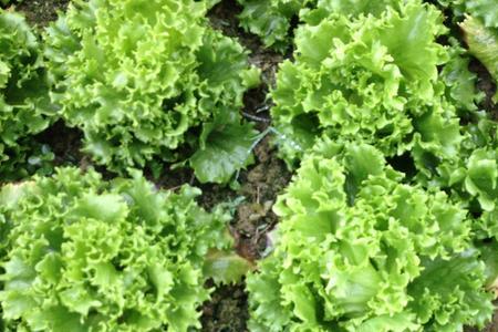 石家庄地区生菜种植方法