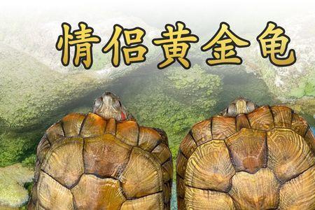 黄脚龟好养吗