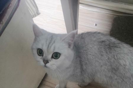 蓝猫怎么配出银渐层