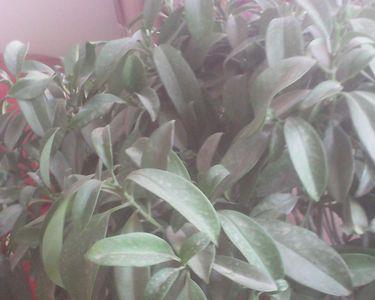 非洲茉莉干枝怎么办