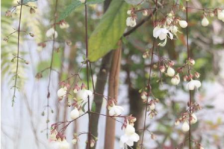 垂丝茉莉怎么催开花