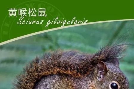 松鼠是什么样的眼睛