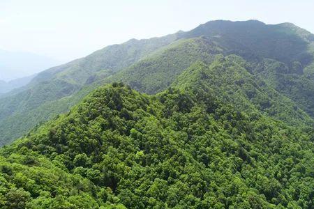 山西最大原始森林
