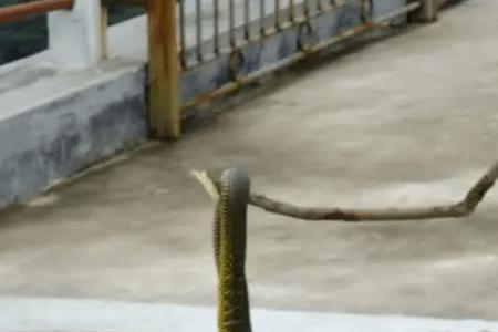 蛇窝什么意思