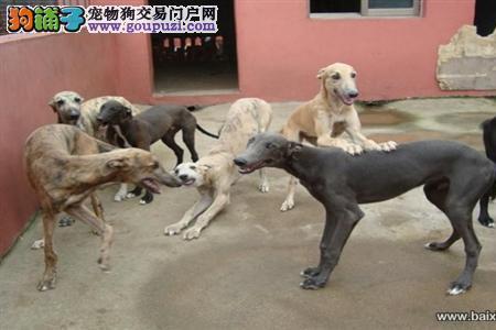 长毛格力犬跟短毛有什么区别