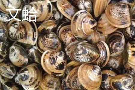 花蛤40头和30头的区别