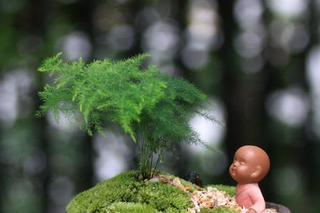 苔藓水养方法
