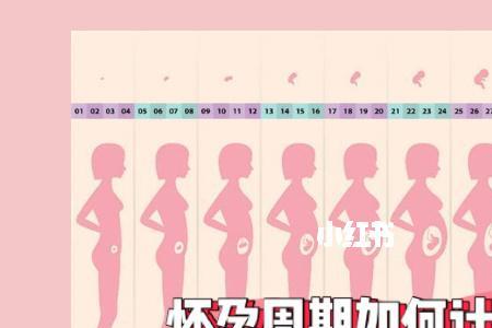 一周期是多少天怎么算