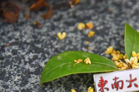 东南大学王牌班