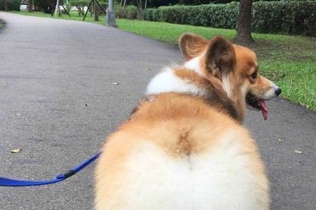柯基幼犬多久洗一次澡